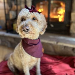 Rowan - Goldendoodle