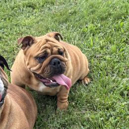 Thelma - Bulldog