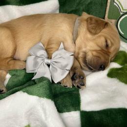 Grey Collar - Female 1 - Golden female Golden Retriever puppy in Bonanza, Oregon from Gold 'N Dust Ranch