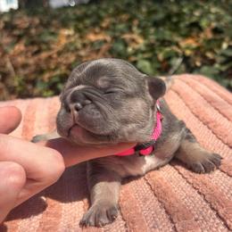 Pink girl - Tricolors female French Bulldog puppy in Salisbury, Maryland from 77 Frenchies Maryland