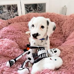 Macchiato - LUA long coat - White and black male Dalmatian puppy in Davenport, Florida from Sunny Jewels Dalmatians