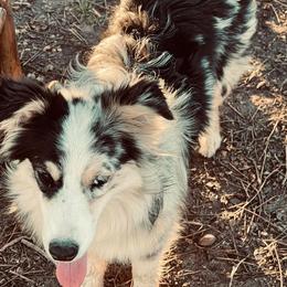Rebel - Australian Shepherd