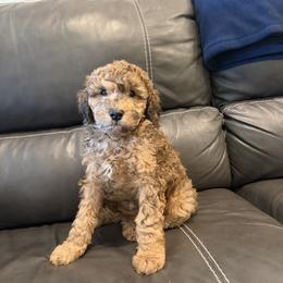 Tigger Jr. - Merle male Goldendoodle puppy in Wickenburg, Arizona from Gentle Paw Goldendoodles