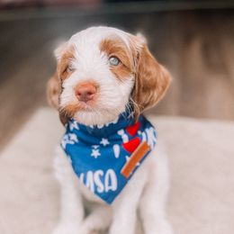 Hiroshi - Parti male Goldendoodle puppy in Lakeland, Florida from Nozomi Farms