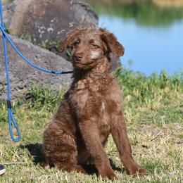 Gia - Red female Aussiedoodle puppy in Delta, Colorado from PTK Ranch
