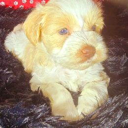 Princess Mia - Parti Miniature Schnauzer puppy in Texas from Blue Rose's Schnauzers