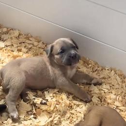 Cyan Collar - Gray and fawn female Cane Corso puppy in Chesapeake, Virginia from 948 Cane Corso