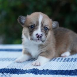 Female - Red female Pembroke Welsh Corgi puppy in Berea, Kentucky from SunShine Corgis
