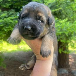 Salsa - Sable male German Shepherd puppy in Oakland, Oregon from VHM German Shepherds
