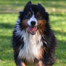Australian Shepherds from Laurelhills Farm