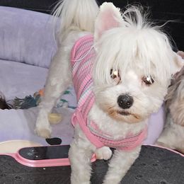 Luna - Yorkshire Terrier