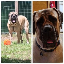 Mastiff All Grown Up from A&D LoneStar Mastiffs