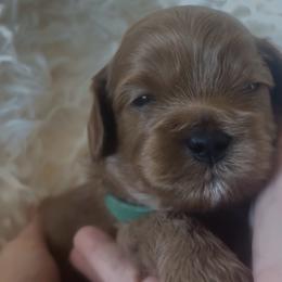 Loui - Red male Cavapoo puppy in Gilbert, Arizona from Cavapoo Lifestyle
