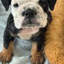 Girl 1 - Black tri-color female Bulldog puppy in Cumming, Georgia from Happy Place Kennels