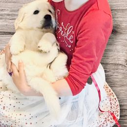 Golden Retriever Puppies from Robinsnest Goldens