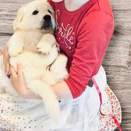 Golden Retriever Puppies from Robinsnest Goldens