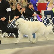 Kuvaszok from Double Ring Kuvasz