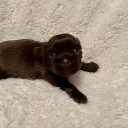 Shih Tzu Puppies from Cutshall Babies