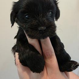 Baby girl green - Black and white female Shorkie puppy in Chipley, Florida from Relentless Homestead