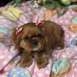 Nutka's Cherry Bow Girl - Ruby female Cavalier King Charles Spaniel puppy in Loco, Oklahoma from Sweet Heart Cavaliers