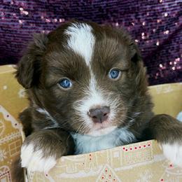 Elphaba - Red female Miniature American Shepherd puppy in Smithville, Arkansas from Cooper Creek Aussies