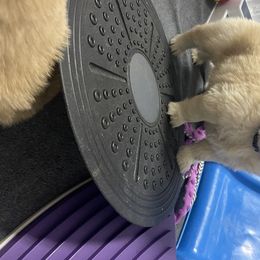 Golden Retriever Puppies from Golden Wise