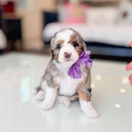 Valerie - Merle female Bernedoodle puppy in Ontario, California from Teddy Doodles & Standard Poodles