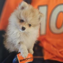 Stanley - Tri-colored male Pomeranian puppy in Granby, Colorado from Grand Poms
