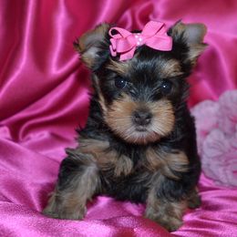 Yorkshire Terrier Puppies from Mirage Yorkies