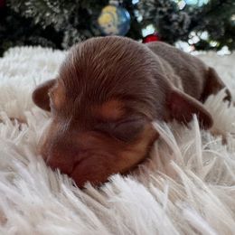 Haven - Chocolate and tan female Dachshund puppy in Wallingford, Kentucky from Hensley Homestead Dachshunds
