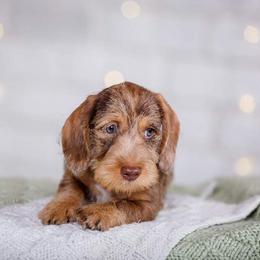Dachshund Puppies from Lavendell Dachshunds