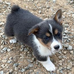 Bailey - Blue female Pembroke Welsh Corgi puppy in Hillsville, Virginia from Bonderosa Kennels