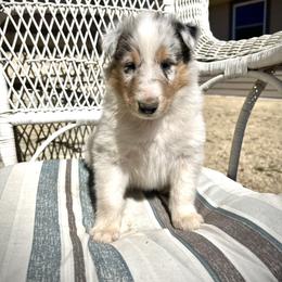 Walker - Blue merle white and tan male Collie puppy in Park, Kansas from A/K Rough Collies