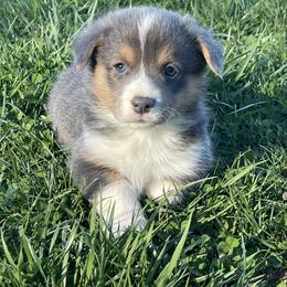 Sal - Blue male Pembroke Welsh Corgi puppy in Mount Carmel, Tennessee from Hidden View Farm