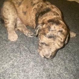 Cider - Blue merle female Sheepadoodle puppy in Columbia, Tennessee from Primrose Cottage Puppies