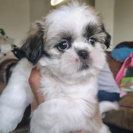 Reeses - Black gold and white female Shih Tzu puppy in Memphis, Tennessee from Thorntons Fur Crew