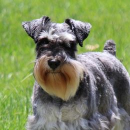 Honey - Miniature Schnauzer