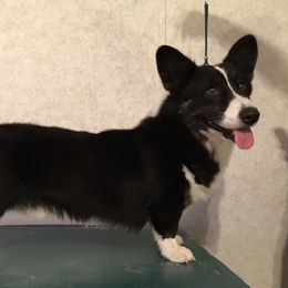 Jaguar - Cardigan Welsh Corgi