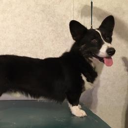 Jaguar - Cardigan Welsh Corgi