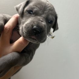 ODIS previously DASHER - Blue male Great Dane puppy in Batavia, Illinois from Dream Danes House of Cambridge Great Danes