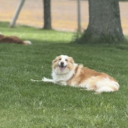 Border Collie All Grown Up from Whipple Family Farms