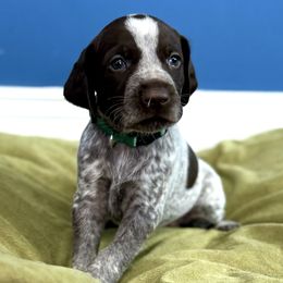 Tom DogLong - German Shorthaired Pointer puppy from Onyx Retrievers