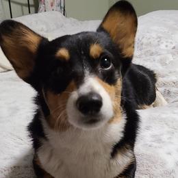 Shia - Pembroke Welsh Corgi