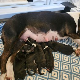 Animal - Black brindle and white male Miniature Bull Terrier puppy in Hollywood, Florida from Mini Bull Lane