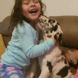Great Dane and Yorkshire Terrier Puppies from Chuck City Danes