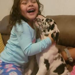Great Dane and Yorkshire Terrier Puppies from Chuck City Danes