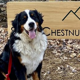Bernese Mountain Dogs from Sunny Chestnut Farm