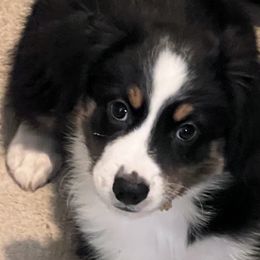 Boy 1 - Black Miniature Australian Shepherd puppy in Corydon, Indiana from Arbuckle’s Lookin Good Aussies (LGA)
