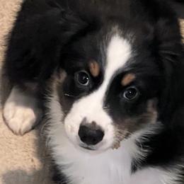 Boy 1 - Black Miniature Australian Shepherd puppy in Corydon, Indiana from Arbuckle’s Lookin Good Aussies (LGA)