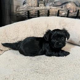 KB Boy 1 - Spade aka Enzo - Black and tan male Yorkshire Terrier puppy in Owenton, Kentucky from Robertson's Dream Ranch Aussies & Yorkies